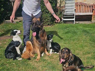 German Shepherd dogs - Advert 10