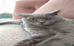 British Shorthair cats for sale: British Grey Shorthair for sale  - Image 1