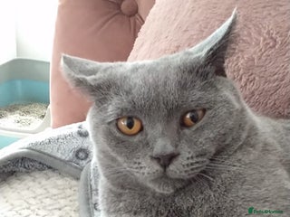 British Shorthair cats - Advert 6