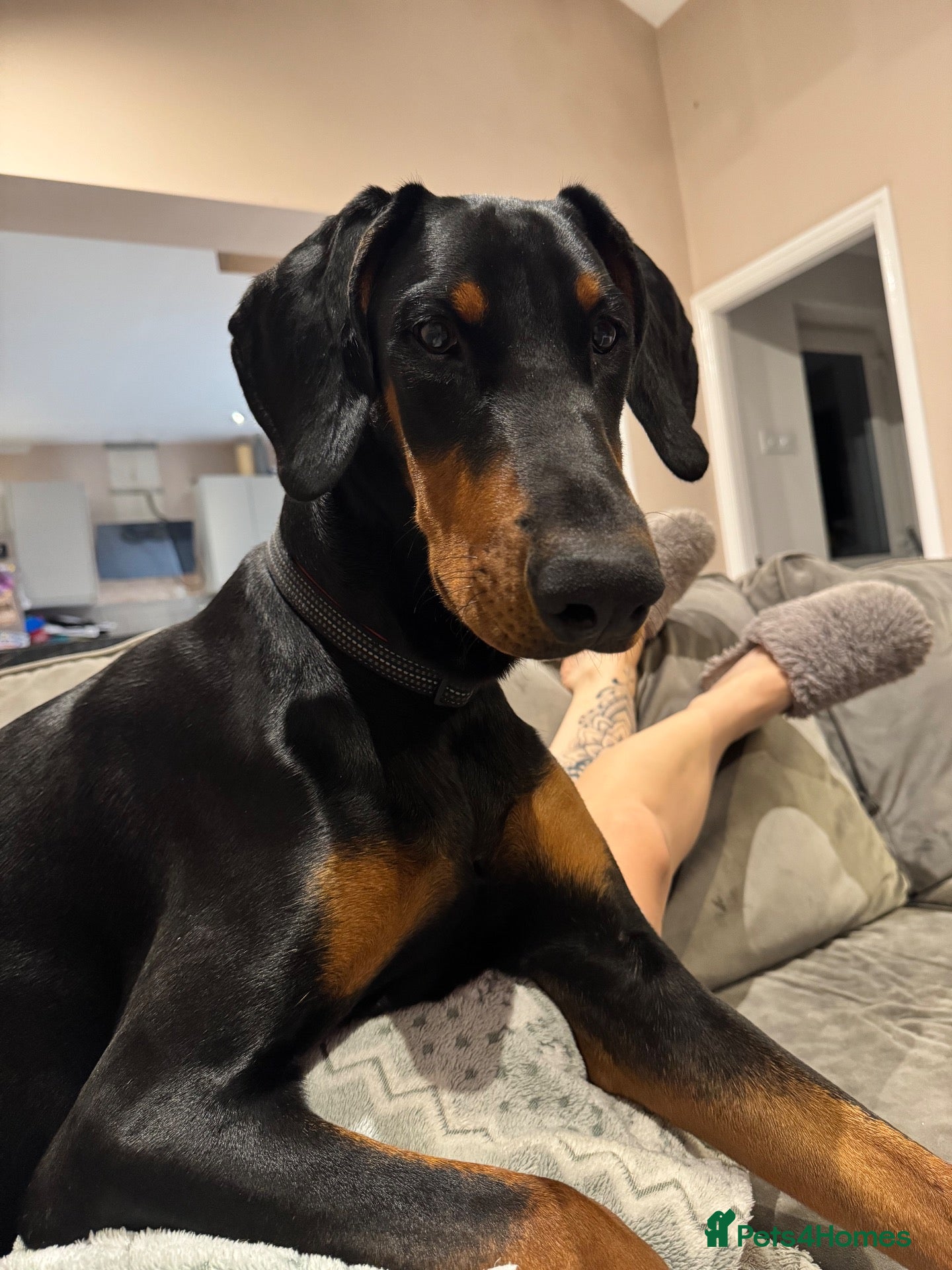 Dobermann dogs Doberman  - Advert 1