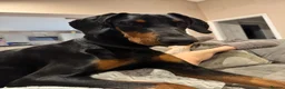 Dobermann dogs for sale: Doberman  - Advert 1