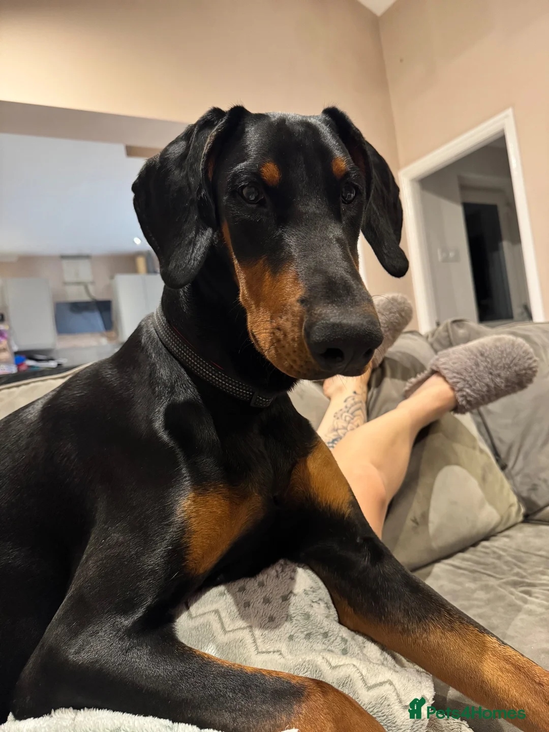 Dobermann dogs for sale: Doberman  - Advert 1