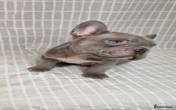 French Bulldog dogs for sale: Outstanding French Bulldog Puppies – KC - Image 4