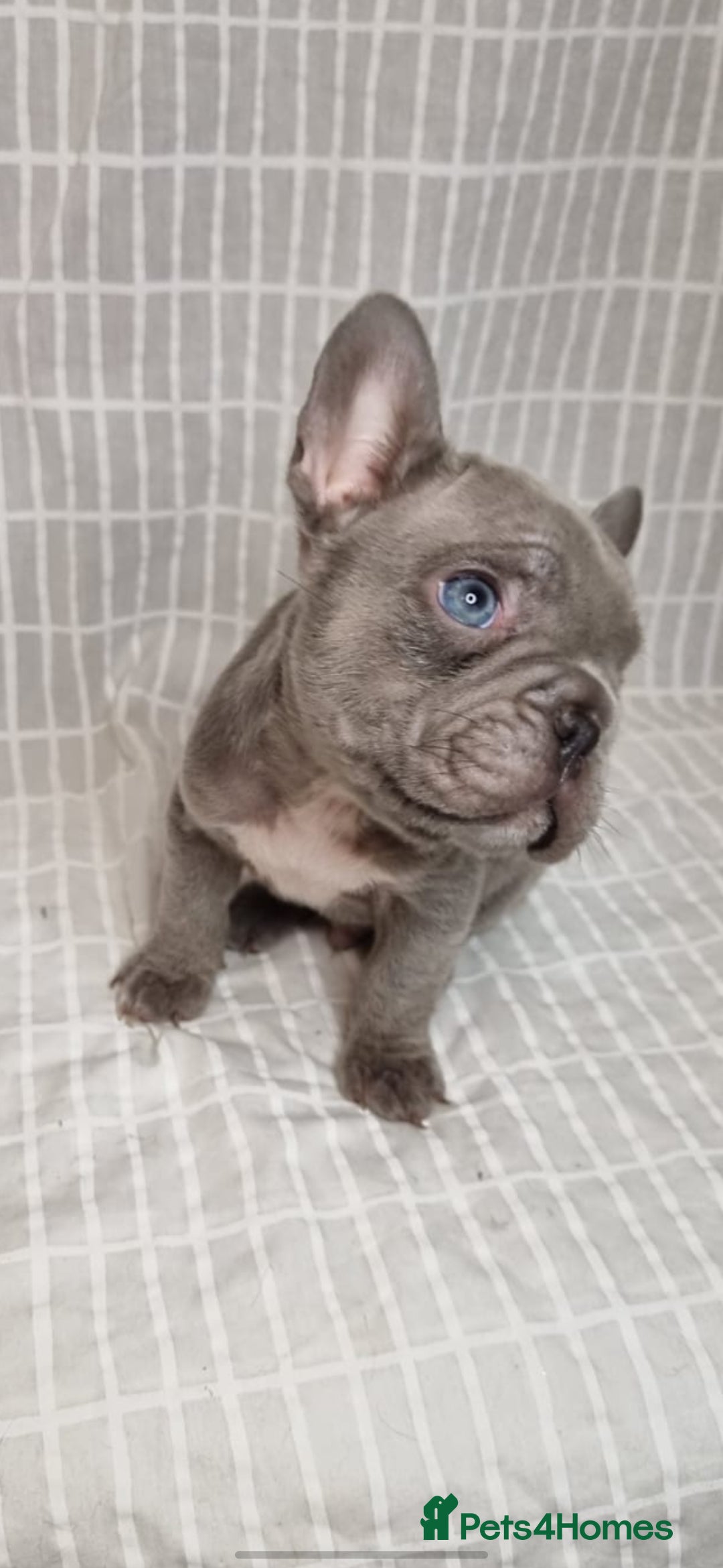 French Bulldog dogs for sale: Outstanding French Bulldog Puppies – KC - Image 4