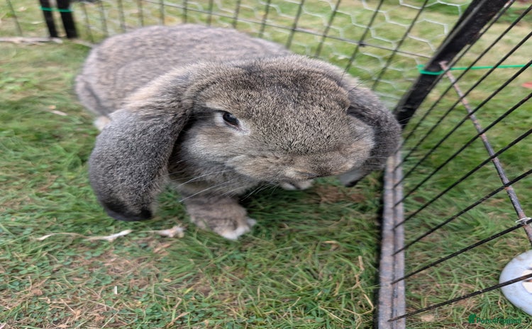 French Lop rabbits - Advert 3