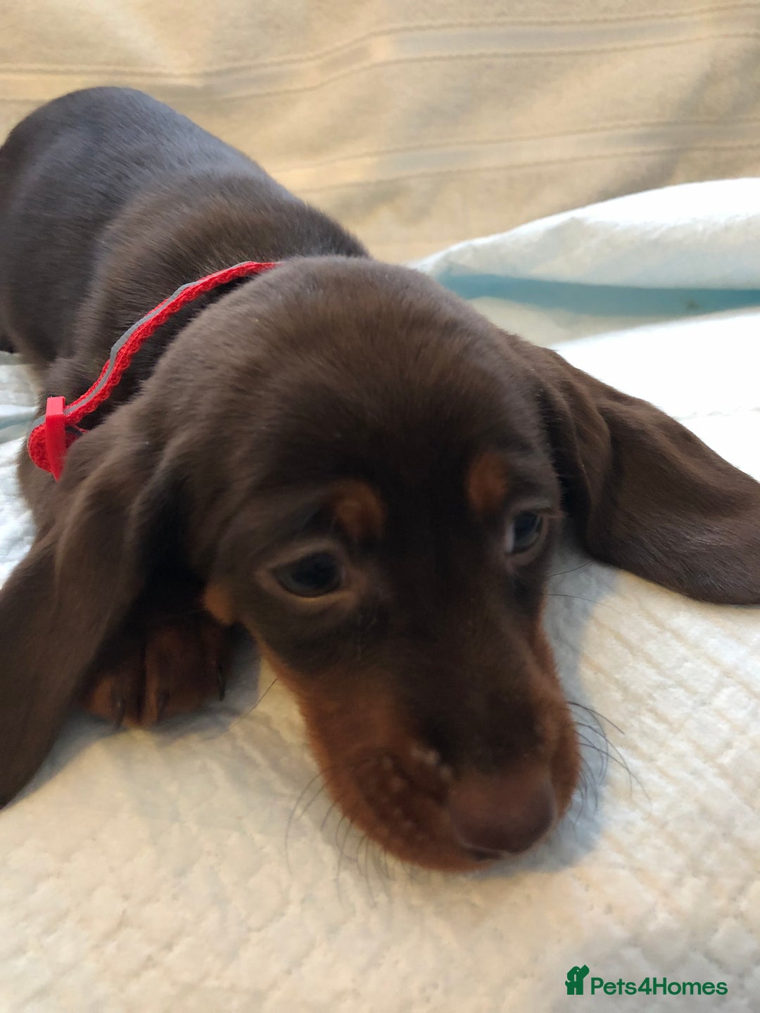 Dachshund dogs for sale: Beautiful miniature dachshund  - Advert 7