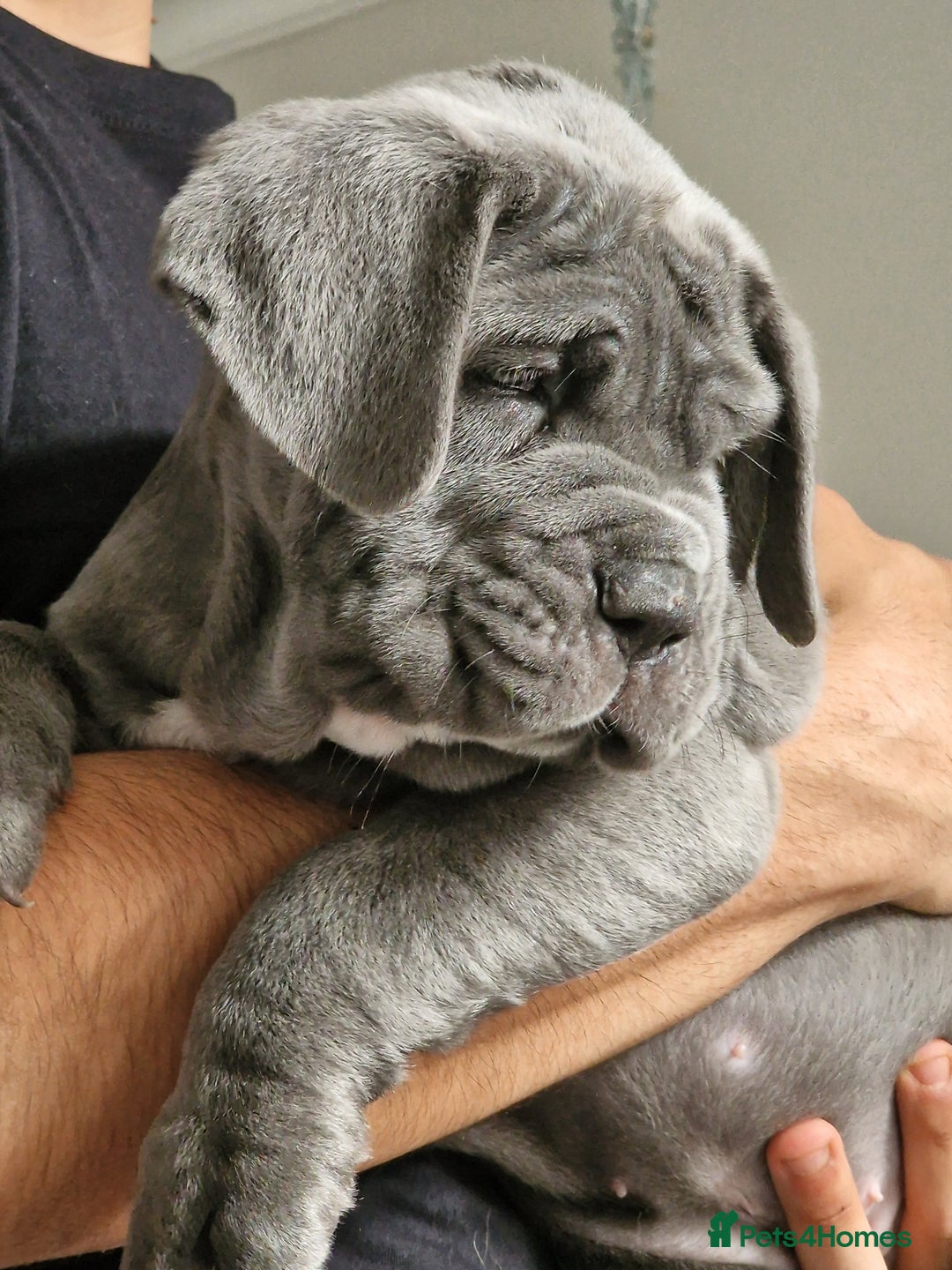 Neapolitan Mastiff Bullmastiff Shar Pei Mix Different Mastiff