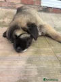 Caucasian Shepherd Dog blue aka soapy