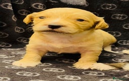 Shihpoo dogs for sale: Shipoo puppies - Image 4