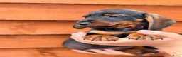 Miniature Dachshund dogs for sale: 🐾Exceptional Teckel Puppies, Ready To Go Now  🐾 - Advert 12