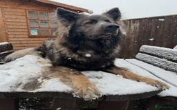 German Shepherd dogs for stud: Long Coat Blue Sable German Shepherd 💙 STUD in Swansea - Image 2