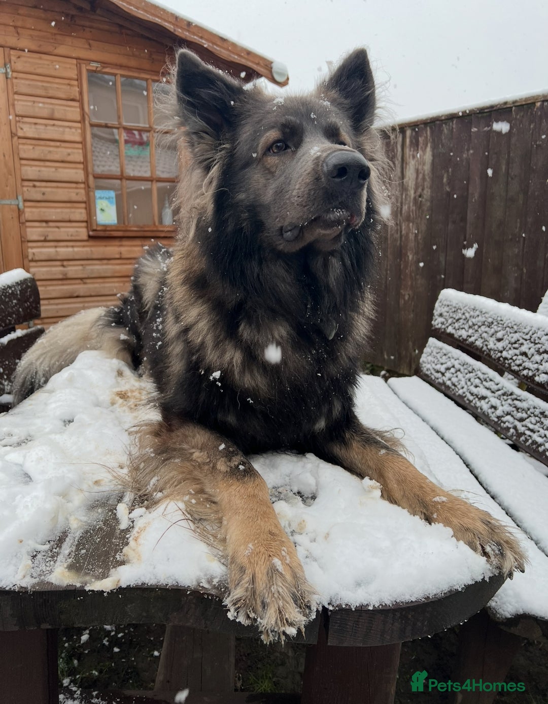 German Shepherd dogs for stud: Long Coat Blue Sable German Shepherd 💙 STUD in Swansea - Image 2