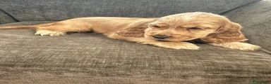 Cocker Spaniel 3