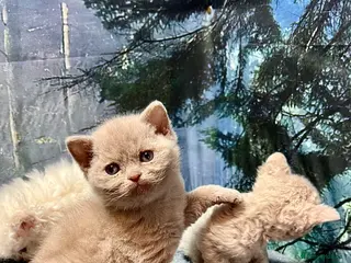 Selkirk Rex cats Stunning Selkirk Rex kittens - Advert 6