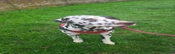 Dalmatian dogs for stud: Liver spot kc dalmatian for stud in Bedford - Advert 3