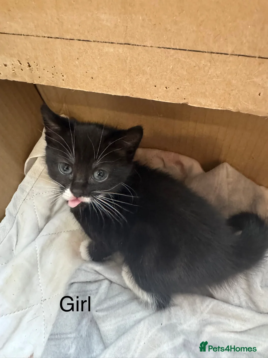 Mixed Breed cats for sale: Two kitten for sale  - Advert 2