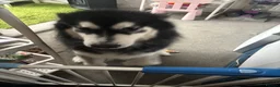 Alaskan Malamute dogs for sale: Rehoming our beautiful dog Molly - Advert 3