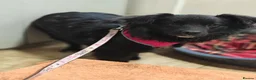 Mixed Breed dogs for adoption: ❤️🐶 YUKI & FIFI – TWO HEARTS, ONE LITTLE TEAM in Burton-on-Trent - Advert 13