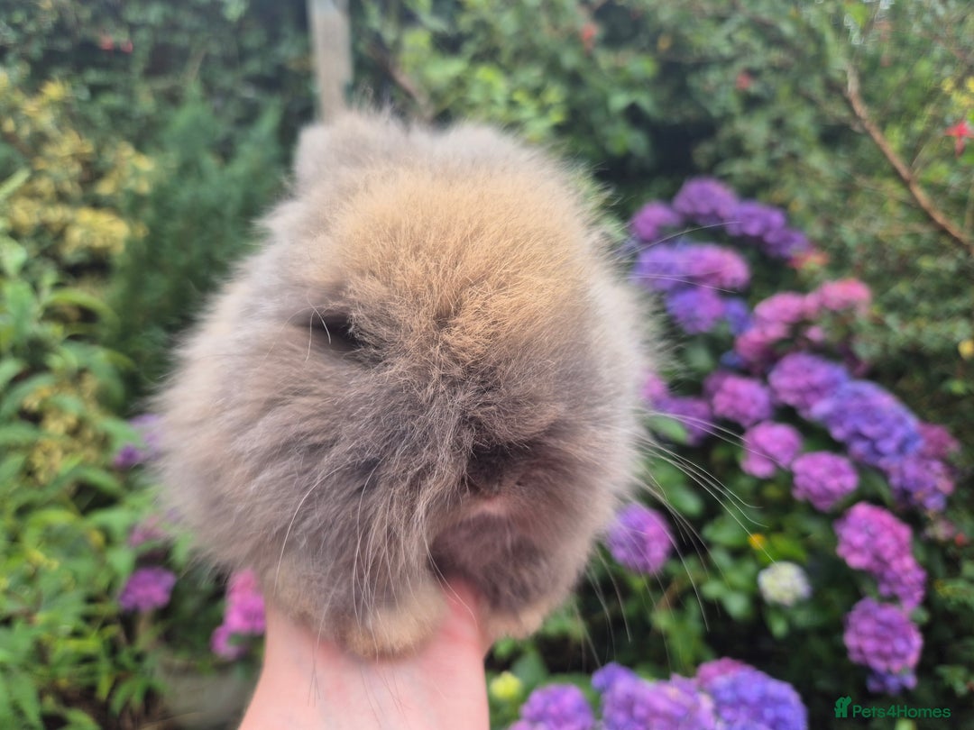 Angora rabbits for sale: 🧡Angora girlie💗- imported parents 💖  - Image 8