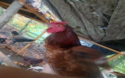 Chickens poultry for sale: More cockerel for sale - Image 9