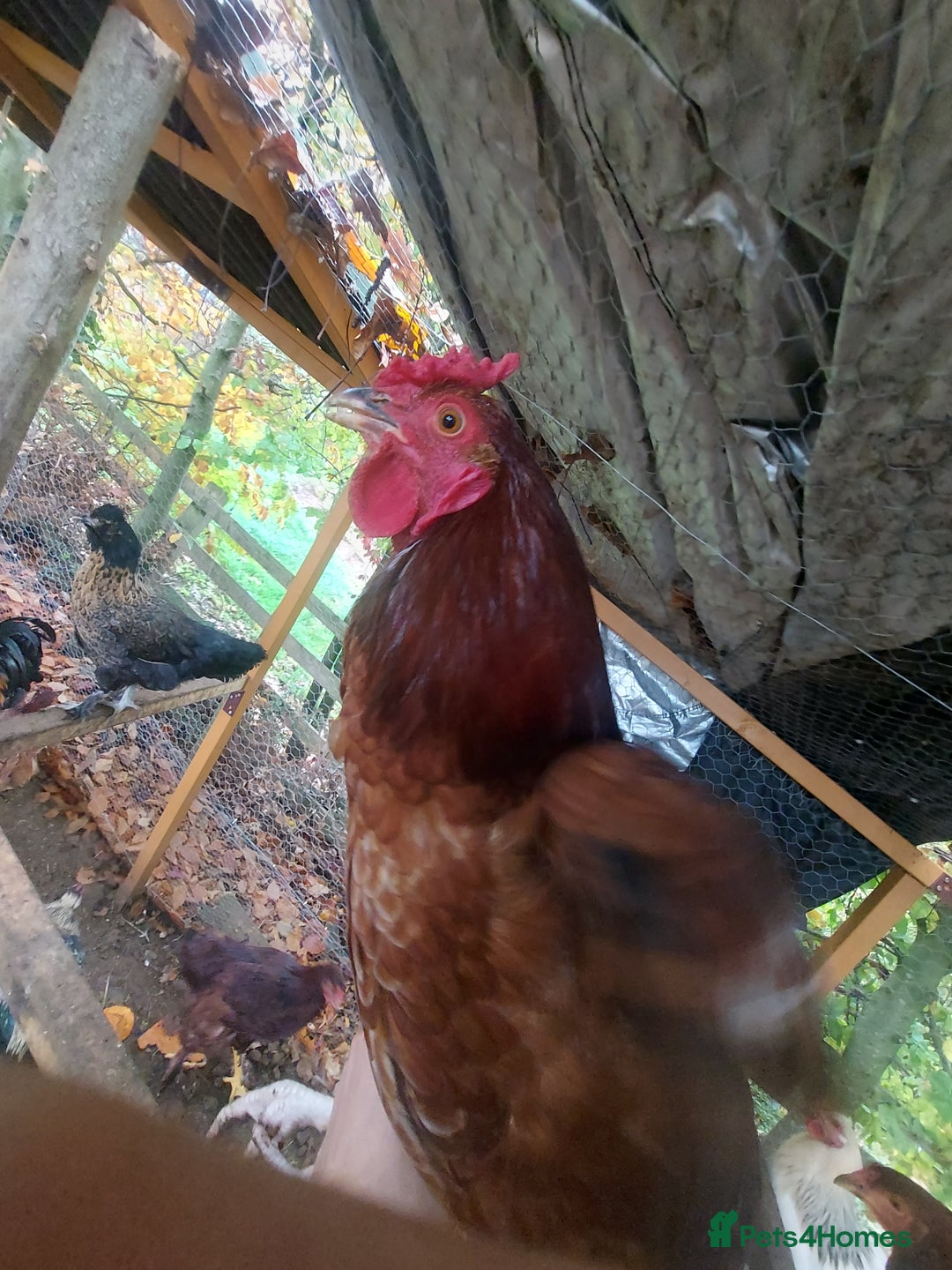 Chickens poultry for sale: More cockerel for sale - Image 9