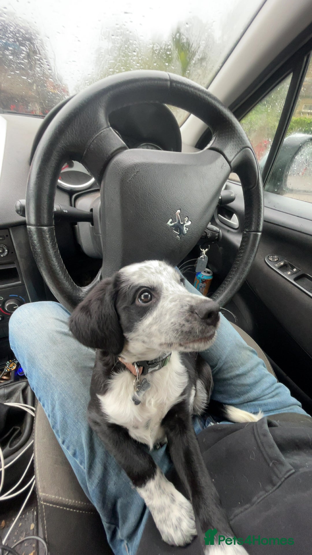 Mixed Breed dogs for sale: 12 week old Sprollie puppy for a new home  - Image 2