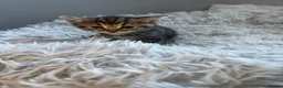 Mixed Breed cats for sale: Kittens for sale  - Advert 13