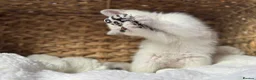 Scottish Fold cats for sale: British short hairs (Scottish straight) ready  - Advert 15