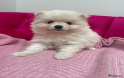 Pomeranian dogs for sale: READY 2nd August KC White Teddy Bear Poms - Image 27