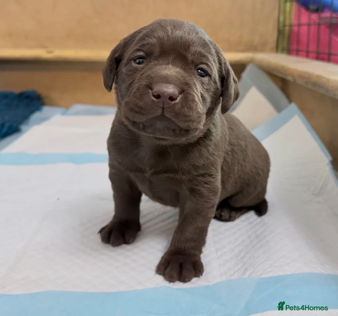 Labrador Retriever dogs for sale: Chunky KC Registered Chocolate Labrador Puppies - Advert 2