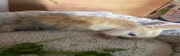 Mini Lop rabbits for sale: Mini Lop/Harlequin colours - Advert 3