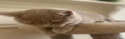 British Shorthair cats for sale: Championship line GCCF British Shorthair Kittens - Advert 9
