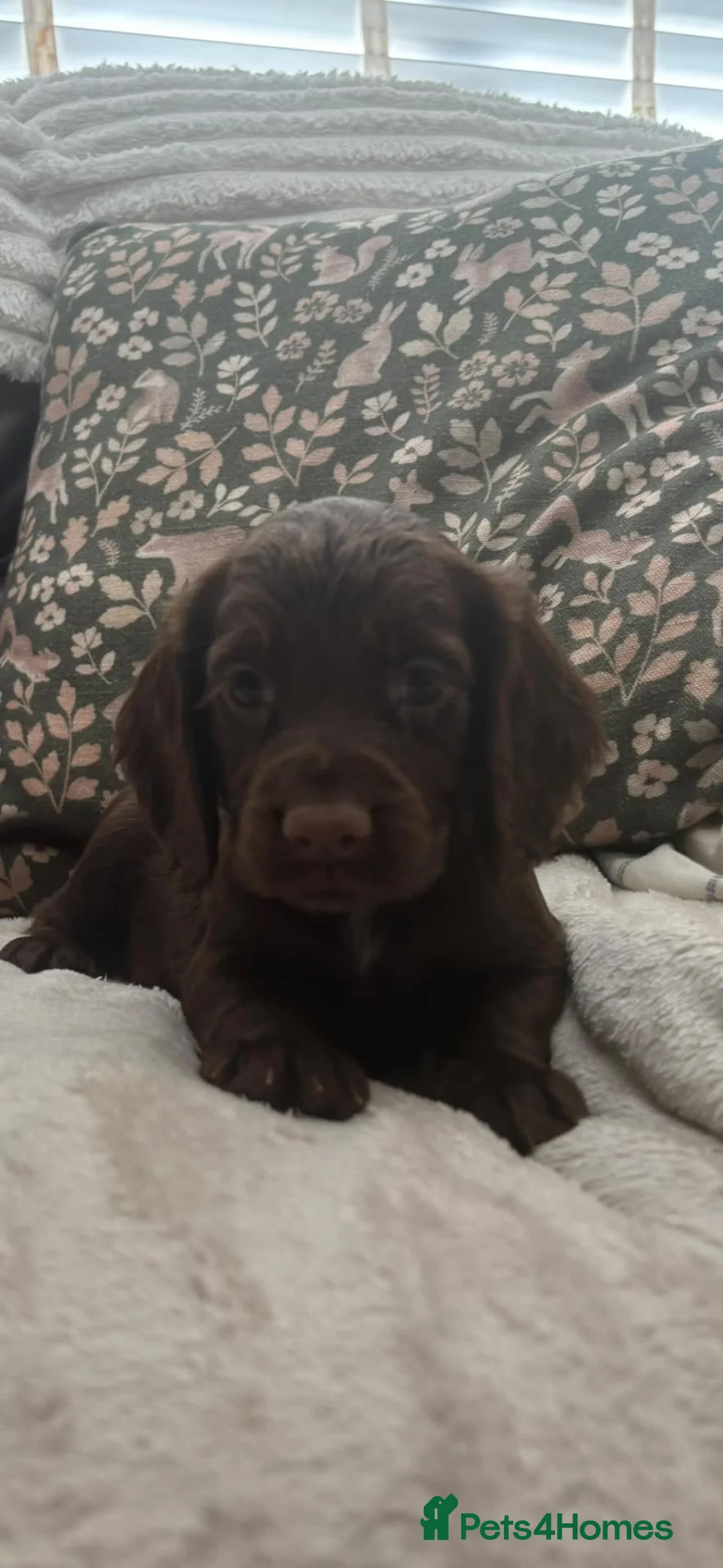 Cocker Spaniel dogs for sale: Beautiful KC registered Working Cocker Spaniel - Advert 10