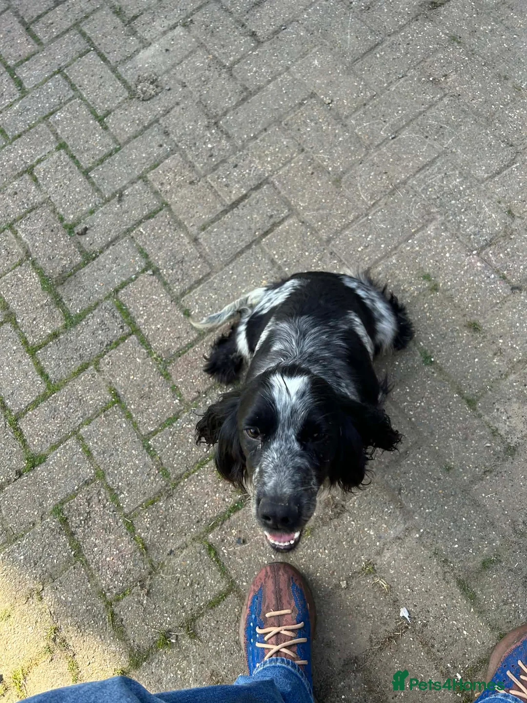 Cocker Spaniel dogs for sale: Beautiful cocker spanial pups  - Advert 2