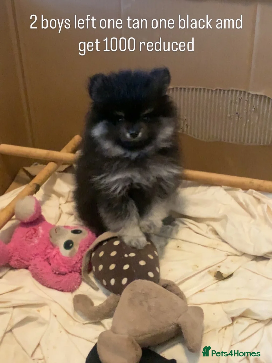 Pomeranian dogs for sale: Pomeranian boys  in Leeds - Advert 2