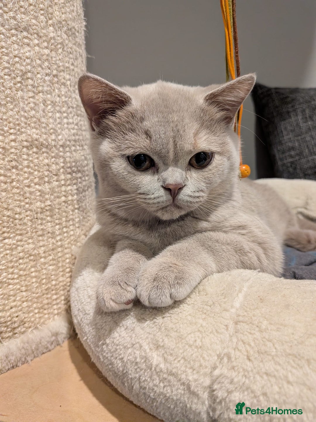 British Shorthair cats for sale: GCCF Registered Championship Line BSH Kittens - Advert 4