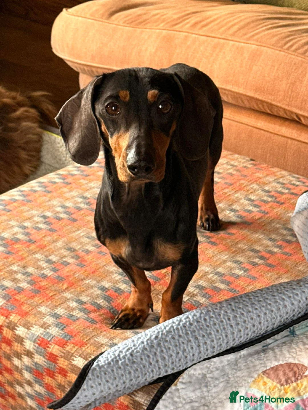 Dachshund dogs for adoption: DOTTY - Advert 4