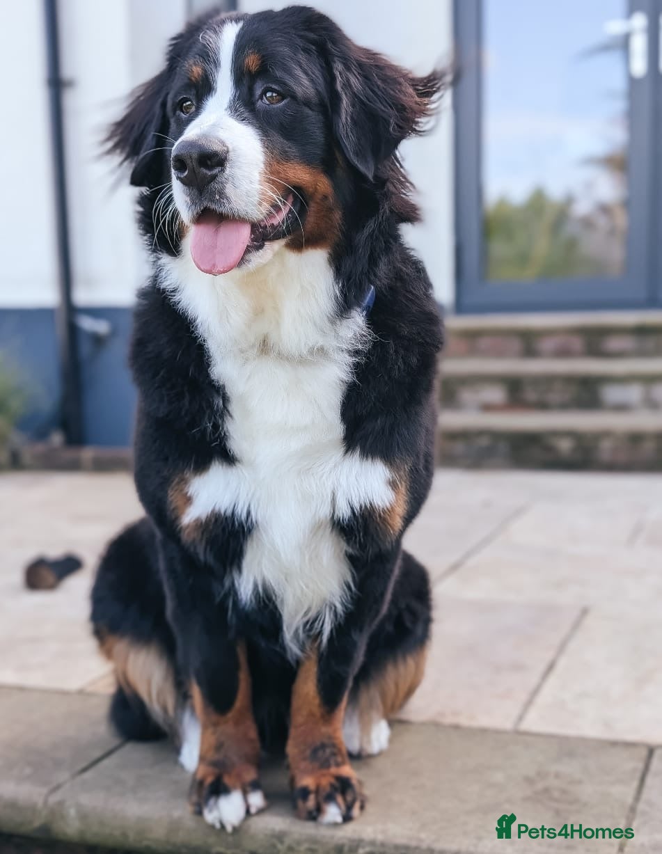 Bernese Mountain Dog dogs 1yr old female Bernese mountain dog  - Advert 1
