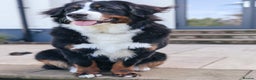 Bernese Mountain Dog dogs for sale: 1yr old female Bernese mountain dog  - Advert 1