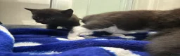 Domestic Shorthair cats for sale: Two 4 week old kittens with mother - Advert 3