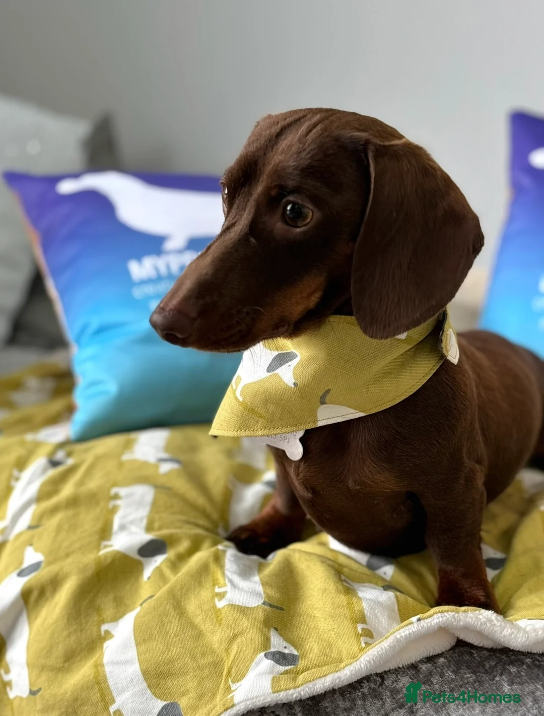 Miniature Dachshund dogs for stud: Kc fully tested mini smooth dashchund  - Advert 2