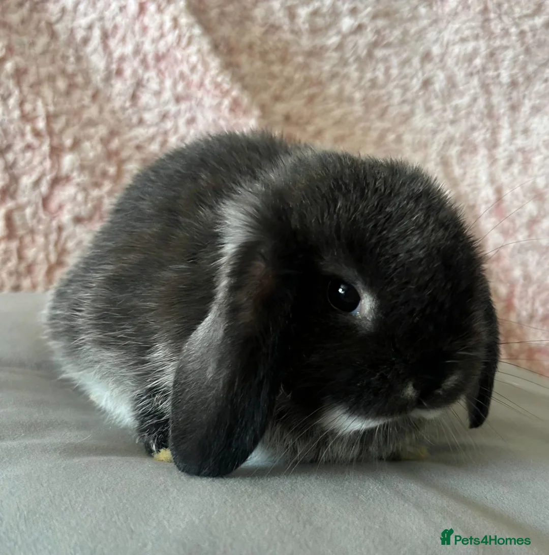 Mini Lop rabbits for sale: Mini Lop Babbies in Rochdale - Advert 2
