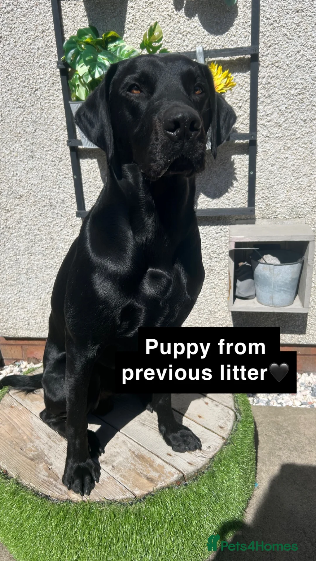 Labrador Retriever dogs for stud: 🌟 Kennel Club Registered Proven Labrador Stud 🌟 in Dundee - Advert 7