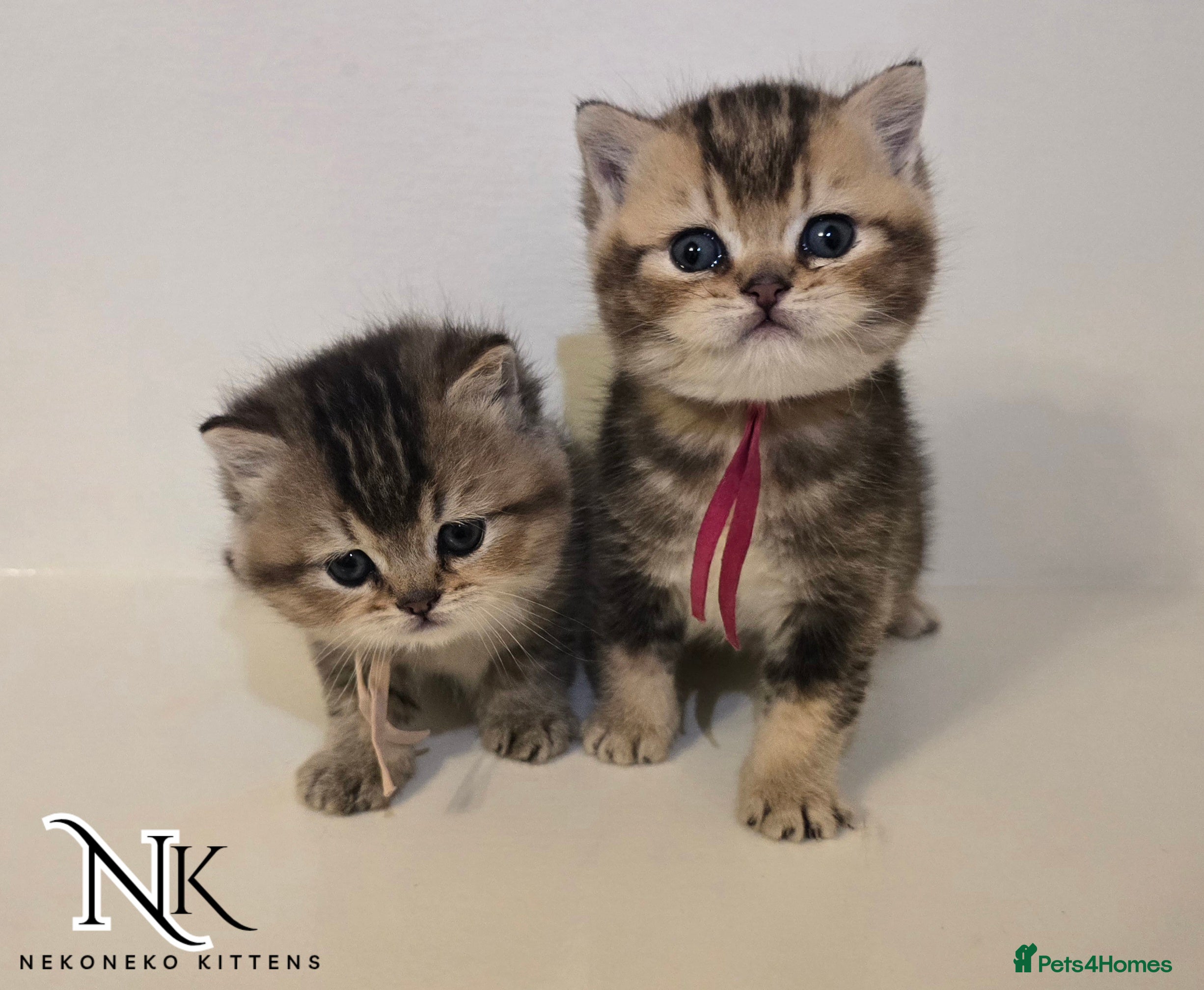 British Shorthair cats GCCF REGISTERED BSH TEDDY'S 🐻 🧸  - Advert 16