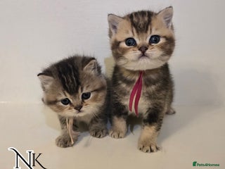 British Shorthair cats GCCF REGISTERED BSH TEDDY'S 🐻 🧸 - Advert 1