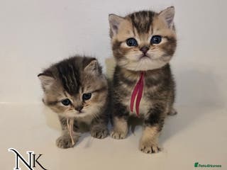British Shorthair cats GCCF REGISTERED BSH TEDDY'S 🐻 🧸 - Advert 16