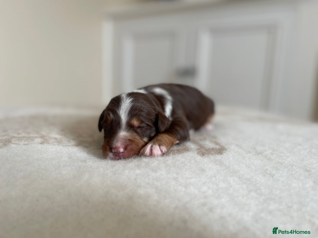 Bordoodle dogs for sale: OUTSTANDING *TRI COLOUR* MINIATURE BORDOODLES - Image 25