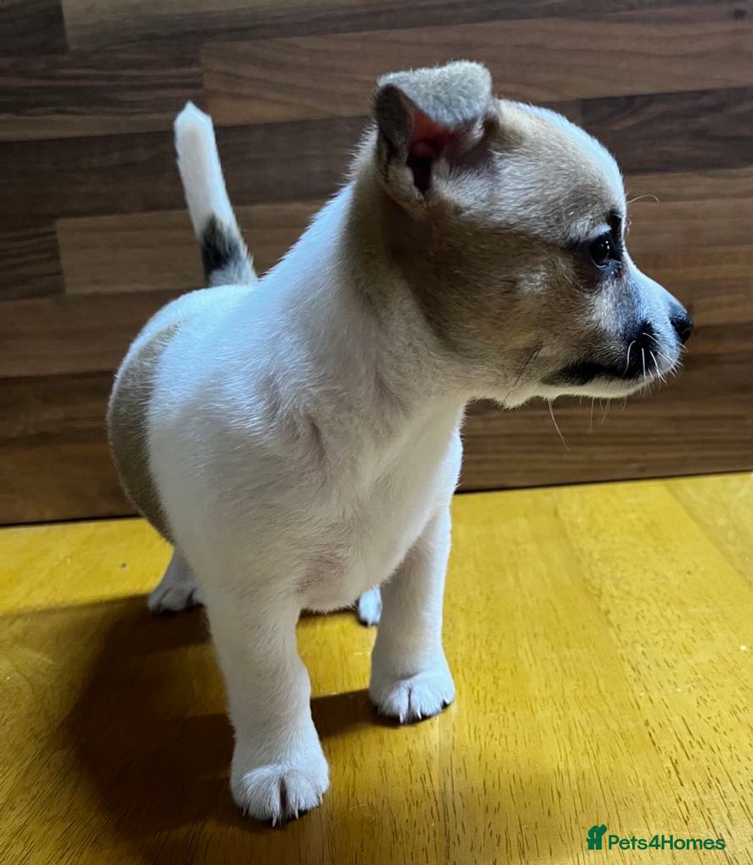 Mixed Breed dogs for sale: Jack Russell with a hint of Bichon Frise. - Image 13