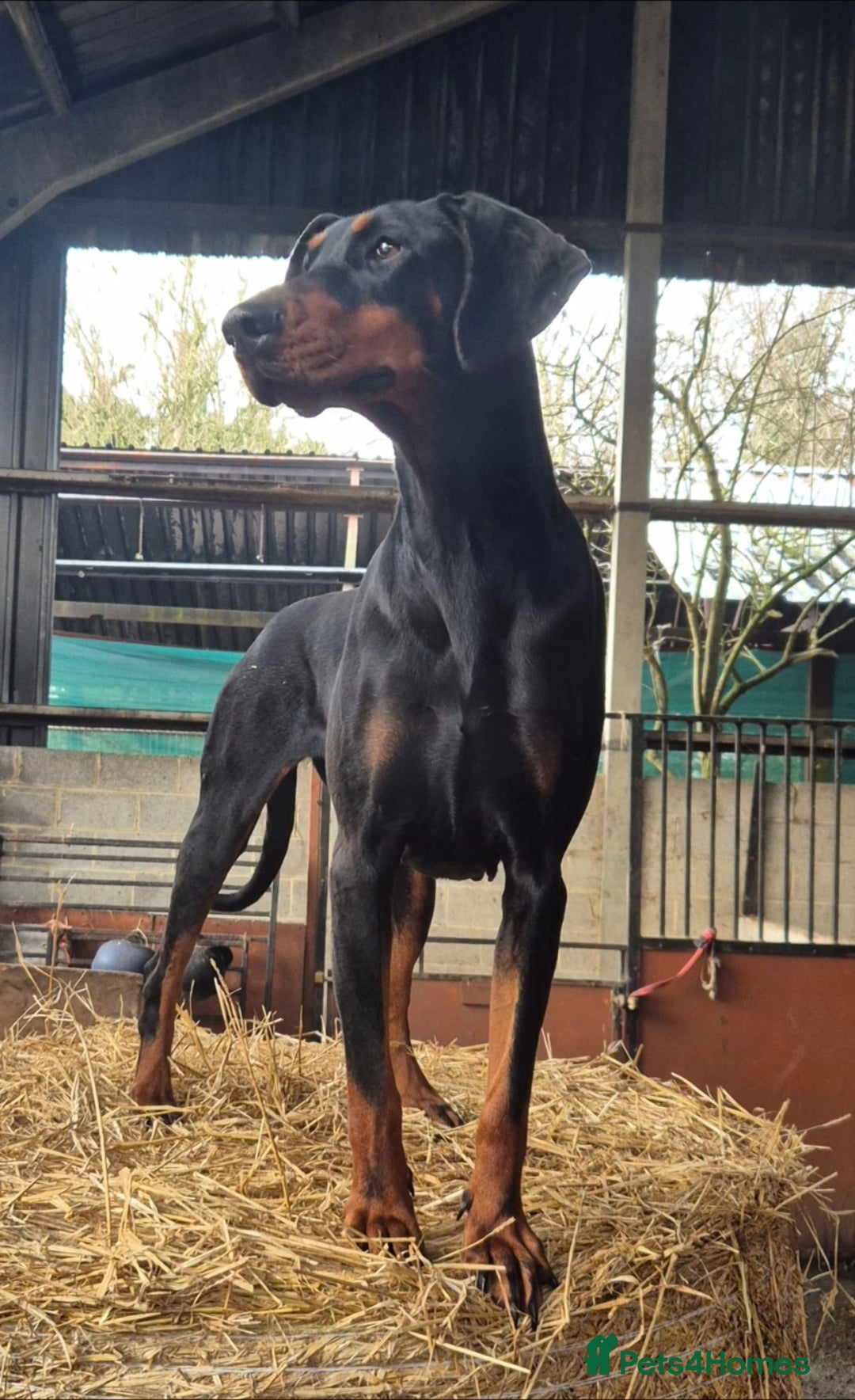 Dobermann dogs for sale: 🐾 Doberman Puppies for Sale – Ready 7th January  - Advert 5