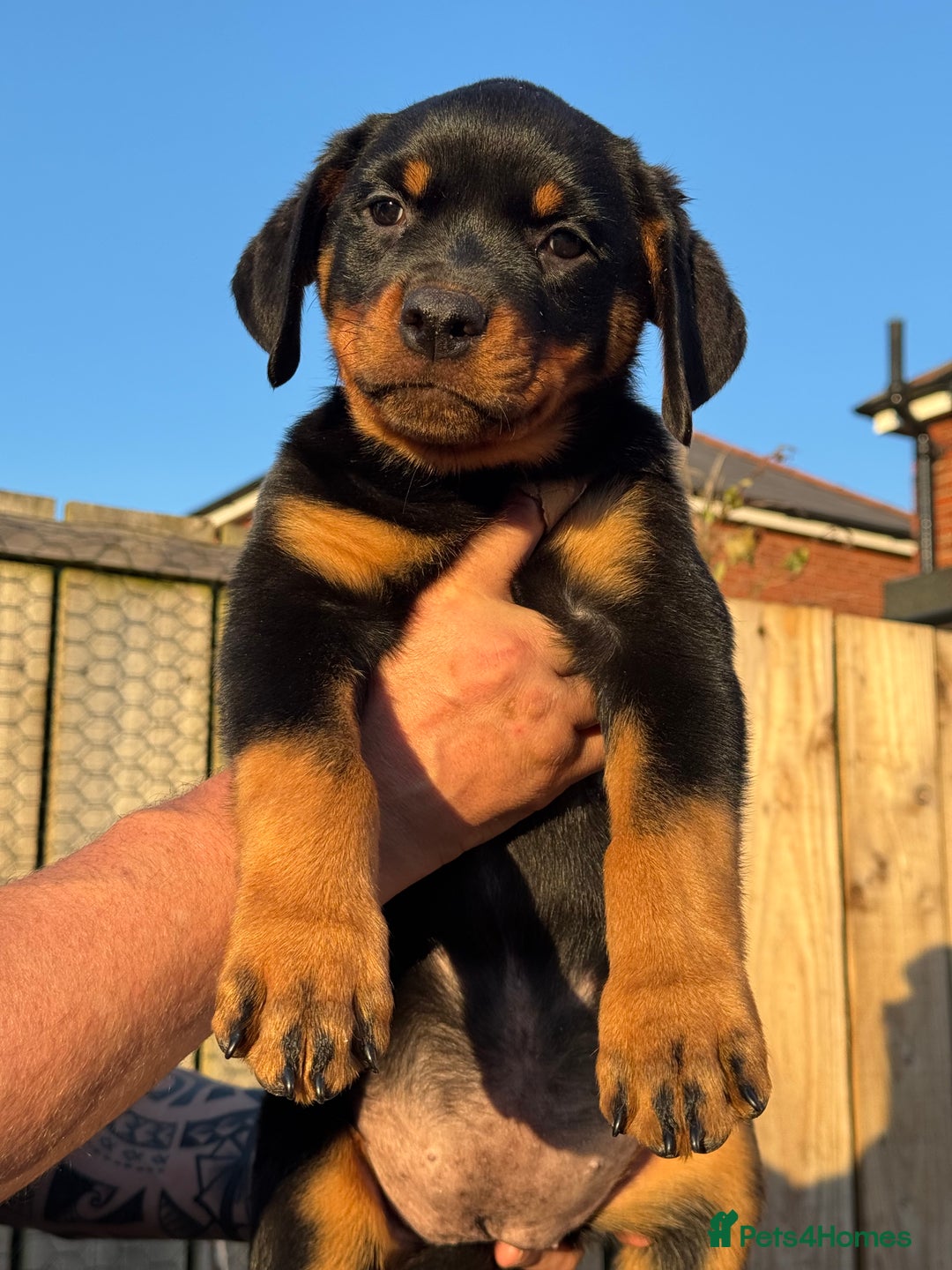 Labrador Doberman Cross Rottweiler Puppies For Sale Labrador Puppy - Main Image